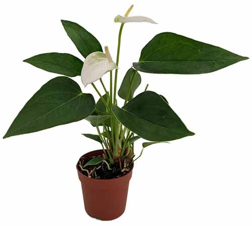 A square shot of a white anthurium plant in a nursery pot set against a white background.
