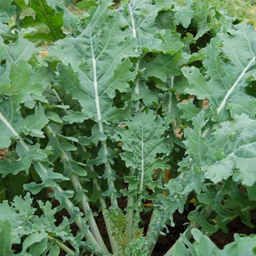 A close up of a 'White Russian' kale plant growing in the garden.