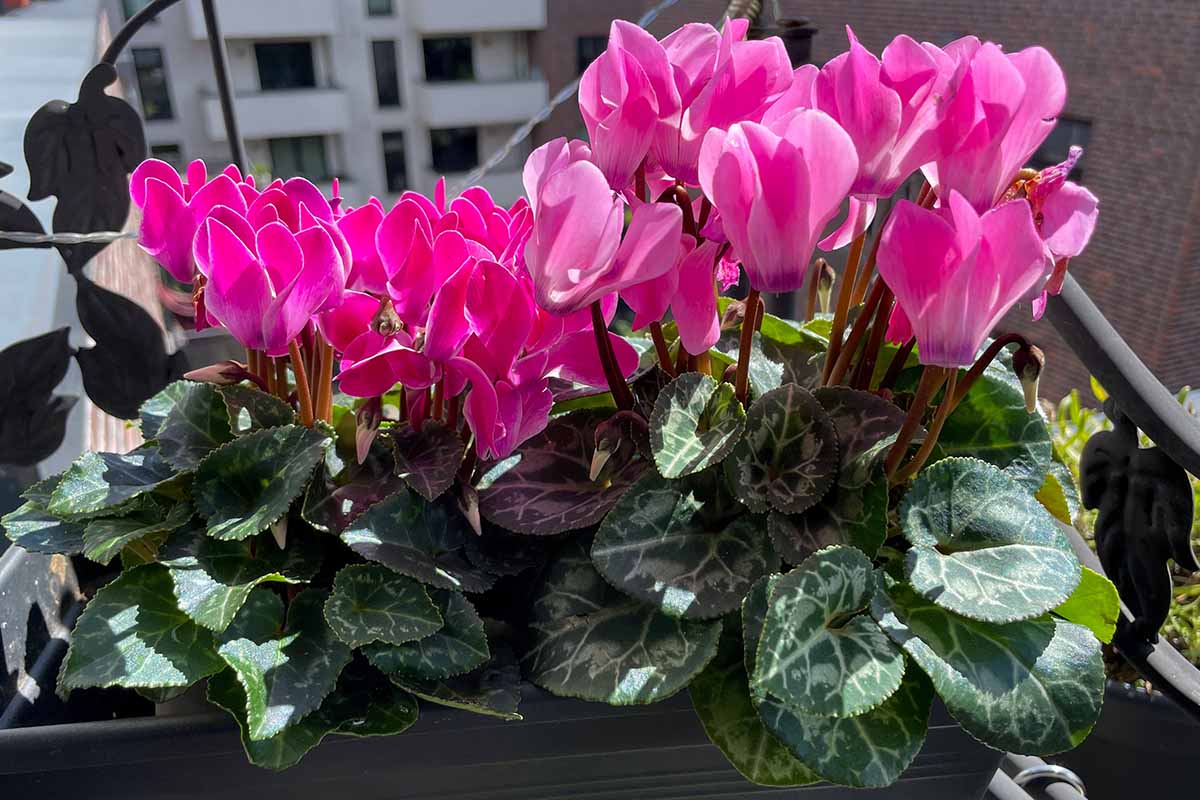 A horizontal close up shot of vibrant pinkish-purple cyclamen flowers with a white terrace garden wall in the background.