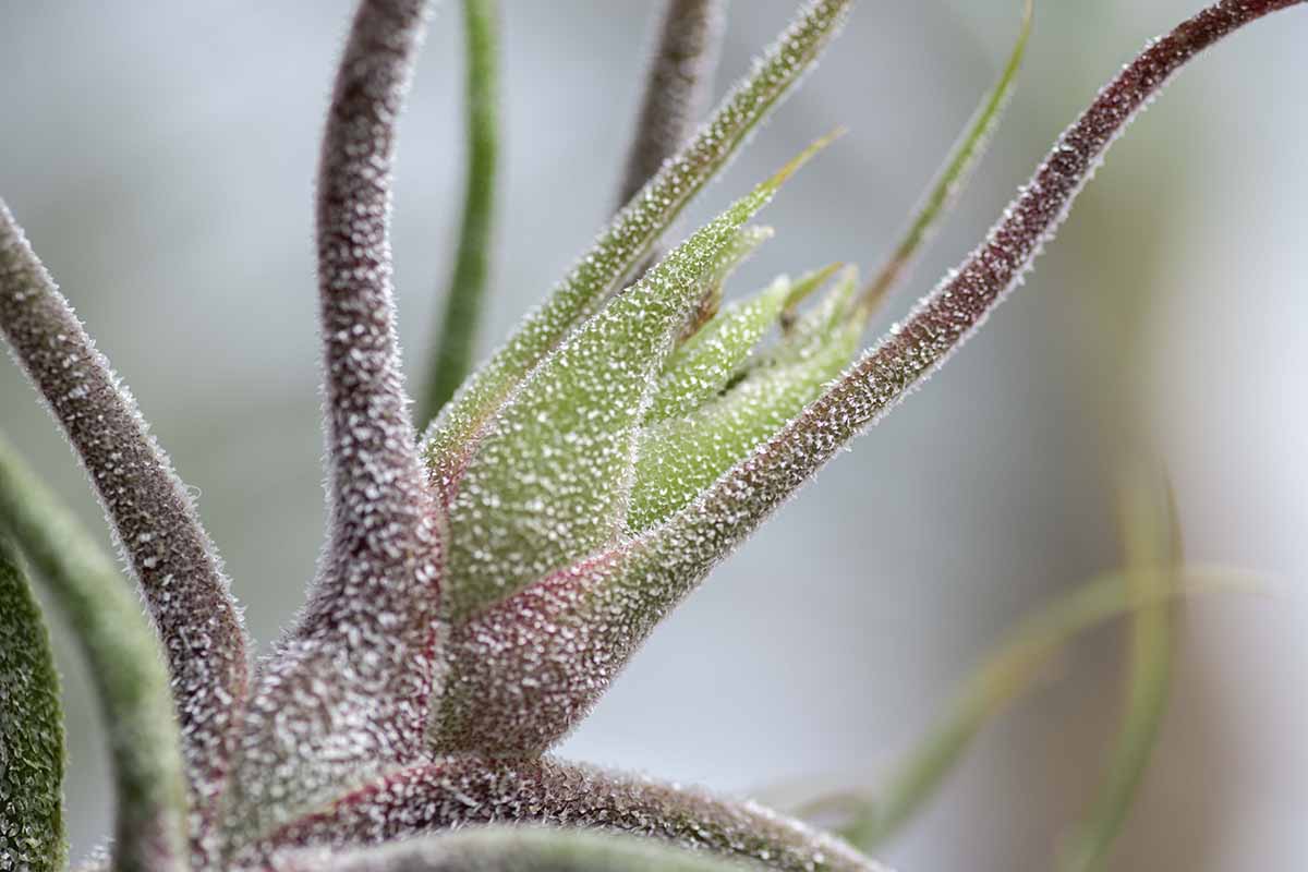 A horizontal close up of Tilllandsia pruinosa on an out of focus white background.