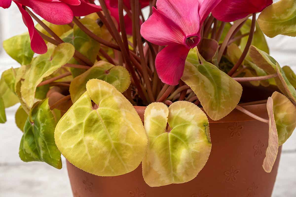 A horizontal close up of a cyclamen plant in a terra cotta pot with several yellow and wilted leaves.
