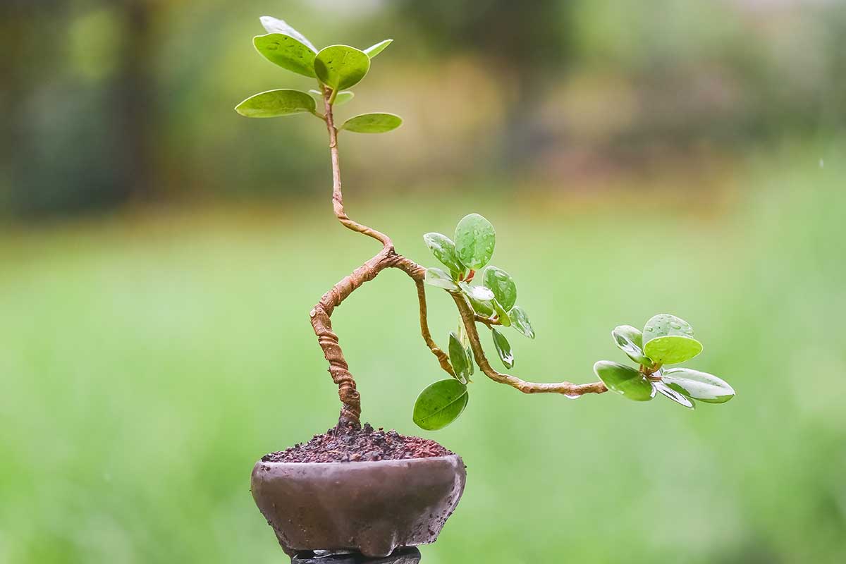 A horizontal shot of a young ginseng ficus set against a grassy out-of-focus background.