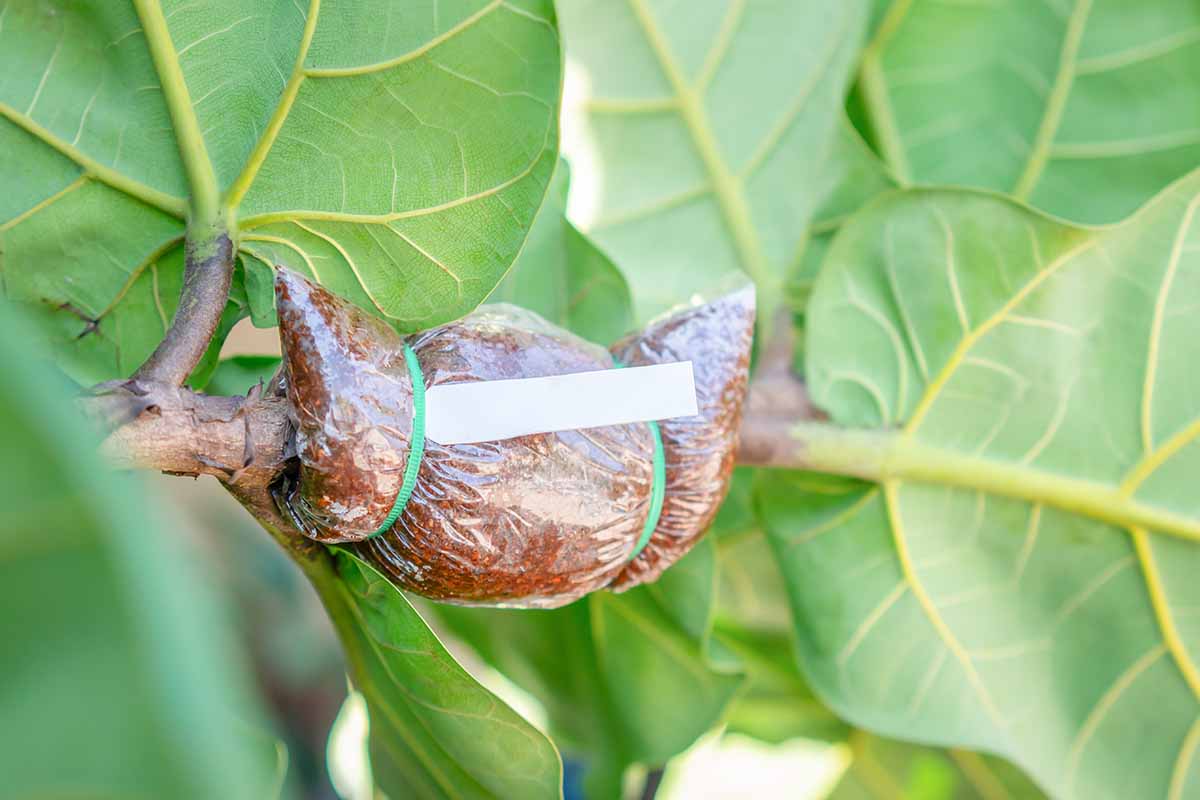 A horizontal photo showing a bag filled with moss wrapped around a branch of a fiddle-leaf fig to propagate via air-layering.
