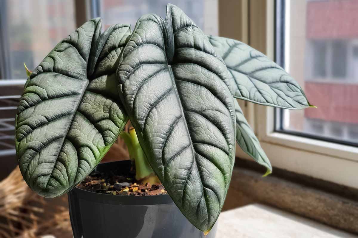 A close up horizontal image of a silver dragon alocasia growing in a pot on a windowsill.