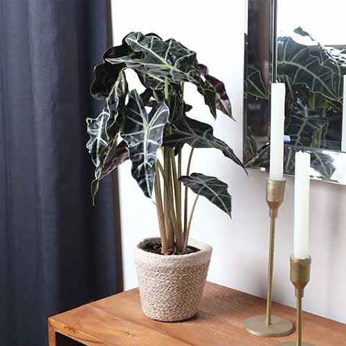 A square image of an alocasia 'Polly' growing in a decorative pot set on a side table indoors.