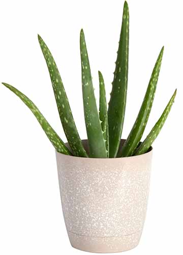 A close up of an aloe vera plant growing in a small pot isolated on a white background.