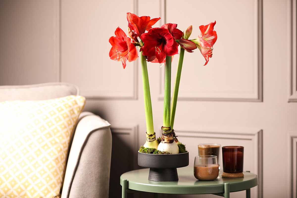 A close up horizontal image of red amaryllis flowers growing indoors.