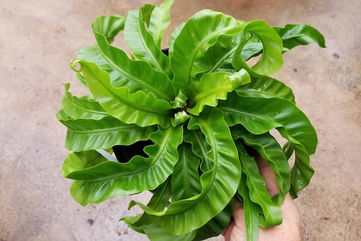 A close up horizontal image of a hurricane bird's nest fern growing in a small pot held up by a hand from the bottom of the frame.