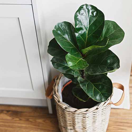 A square photo of a Bambino fiddle-leaf fig in a white wicker basket pot against a white interior wall.