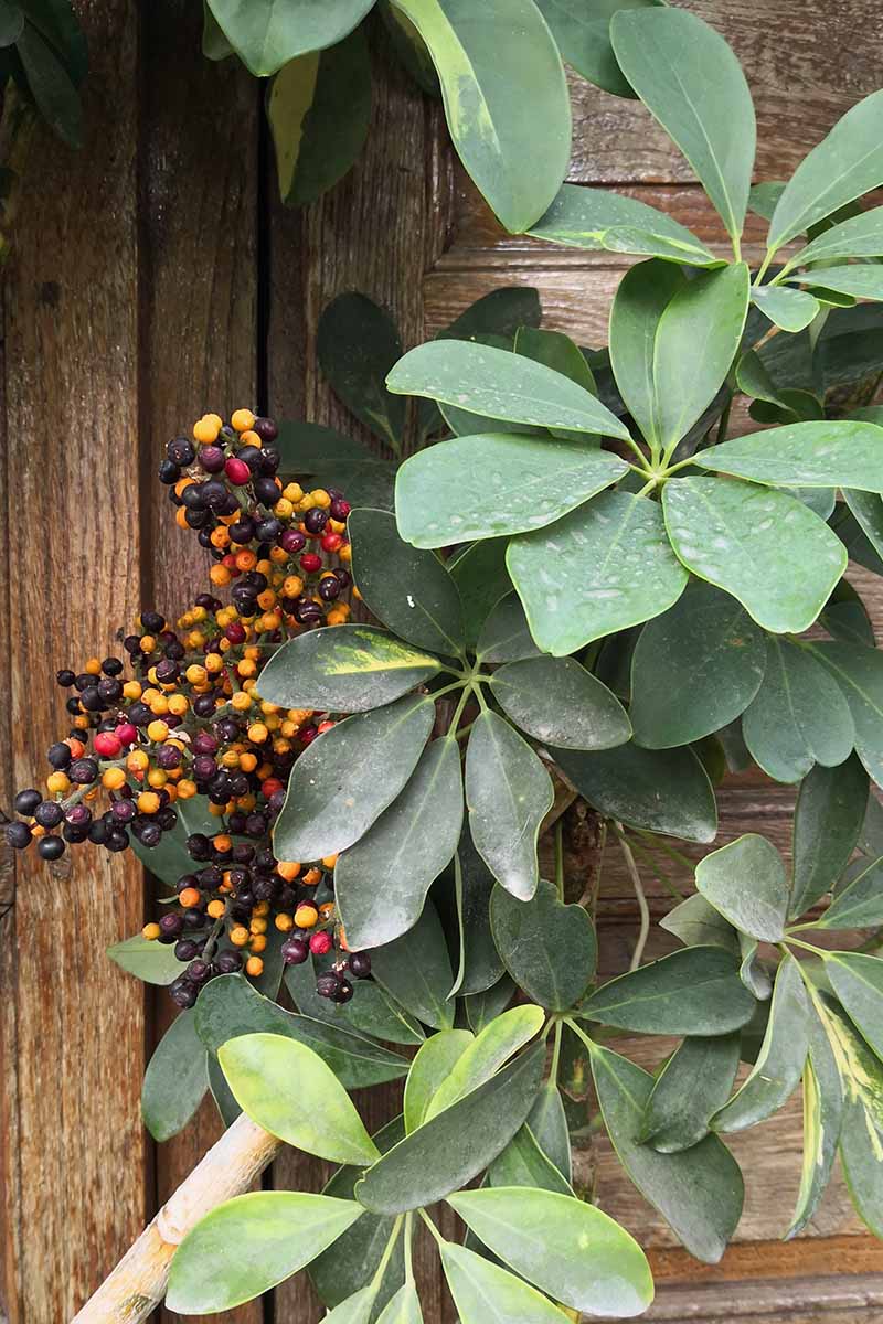 A vertical photo from above of Heptapleurum arboricola leaves and fruits on the background of a wooden door.