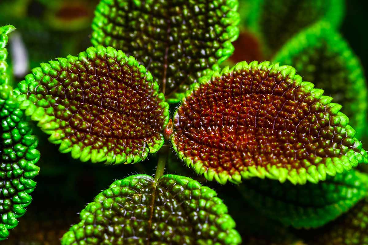 A horizontal close-up of the deeply textured green and red foliage of a Pilea involucrata.