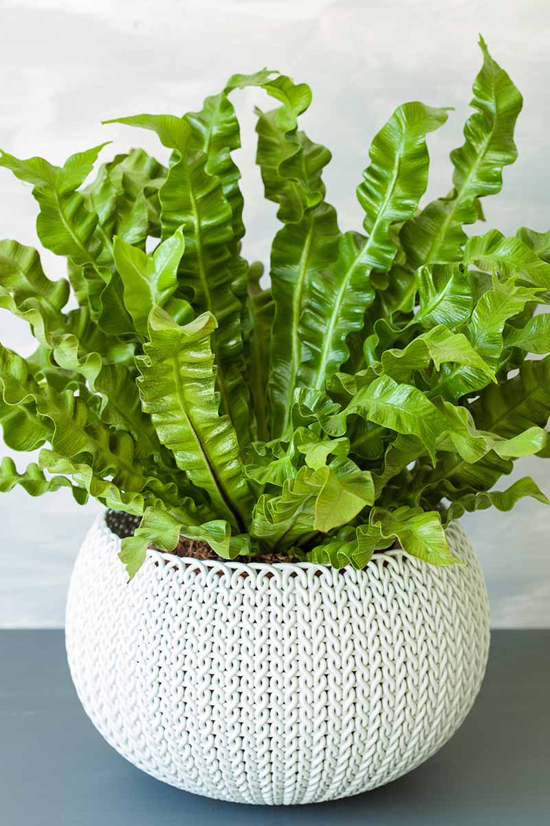 A close up vertical image of a bird's nest fern (Asplenium nidus) growing in a white decorative pot indoors.