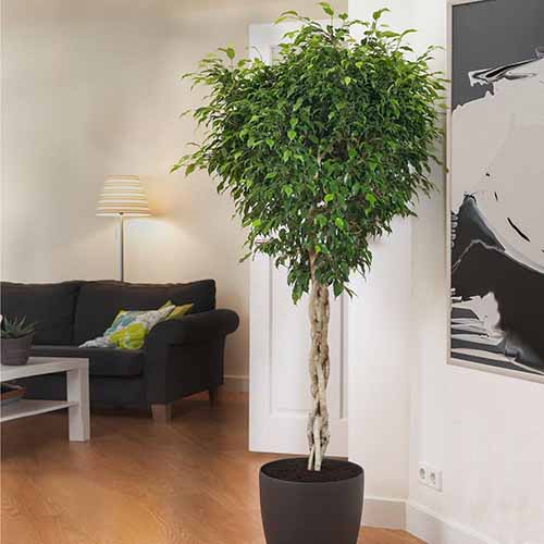 A square shot of a braided weeping fig plant in a brown pot set in the corner of a living room.