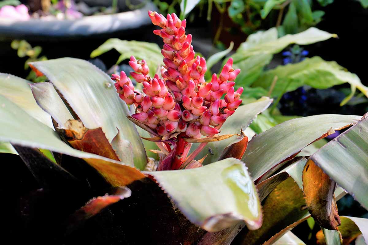 A close up horizontal image of a red flower stalk of Aechmea bromeliad growing in a pot indoors.