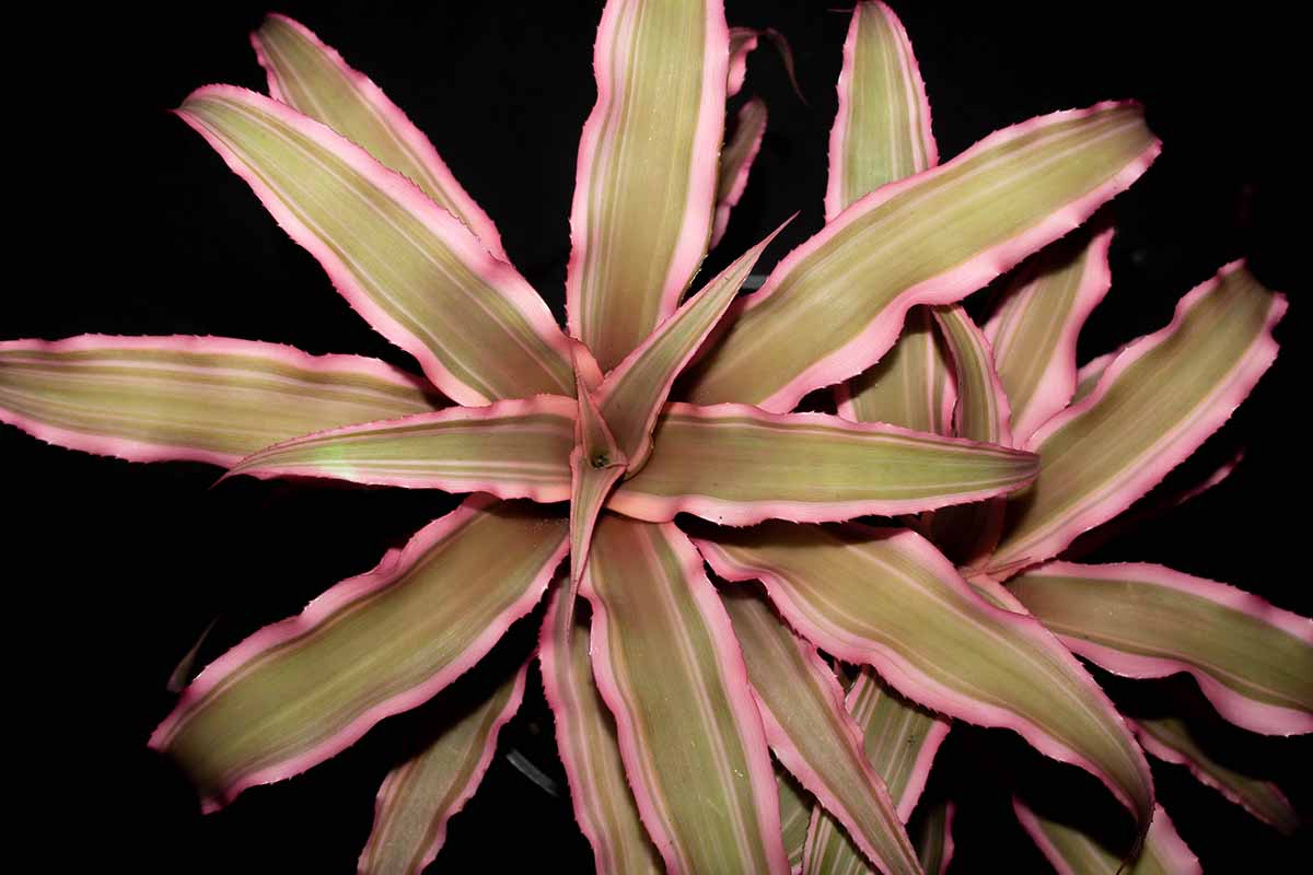 A close up horizontal image of a Cryptanthus bromeliad with an offshoot to the side of it pictured on a dark background.