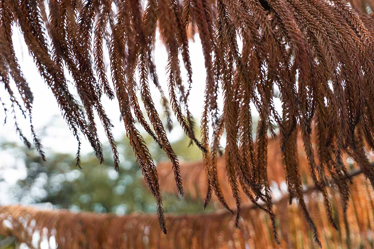 A close up horizontal image of the foliage of a Norfolk Island pine that has turned completely brown and died.