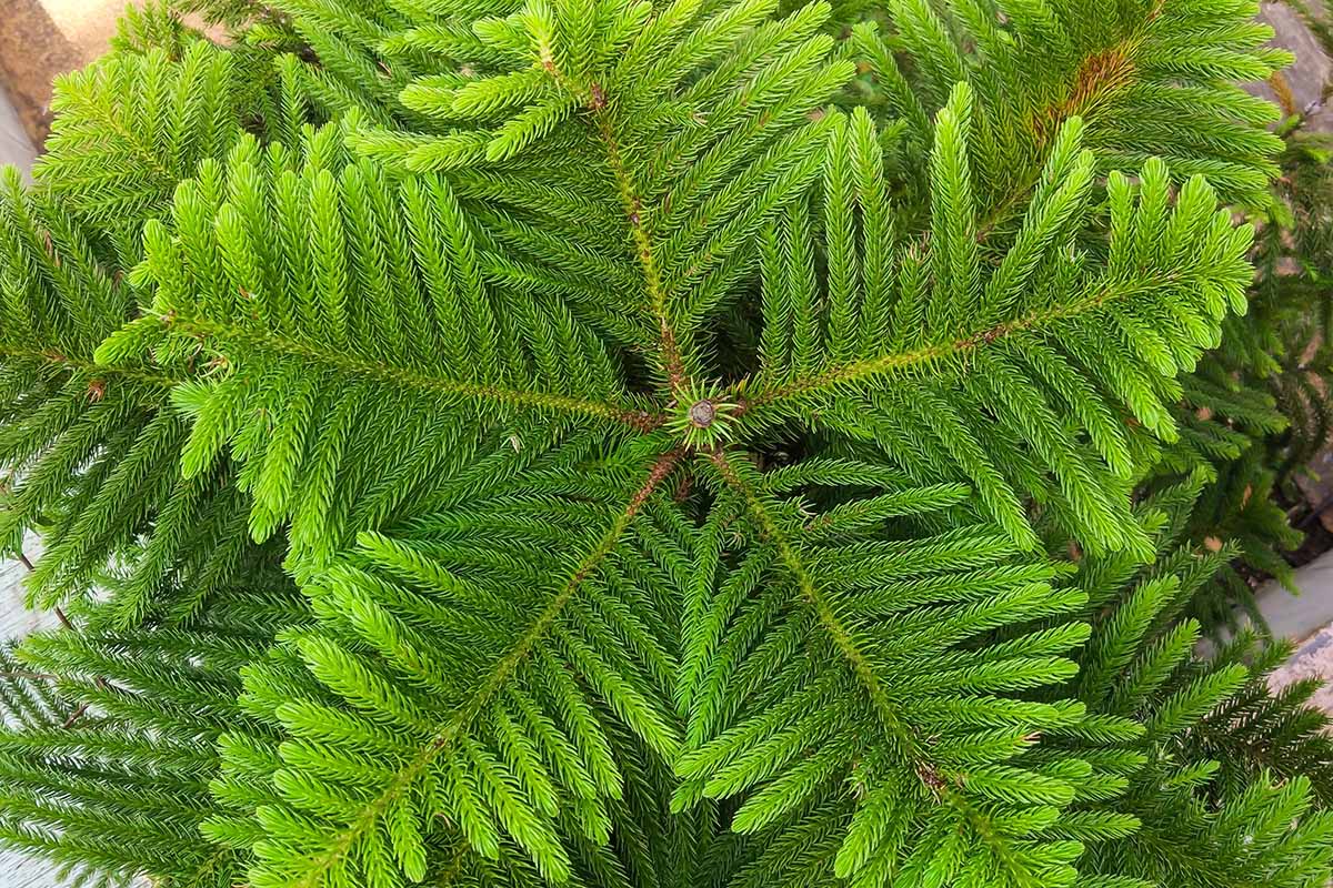 A close up top-down image of a Norfolk Island pine aka living Christmas tree growing in a pot indoors.
