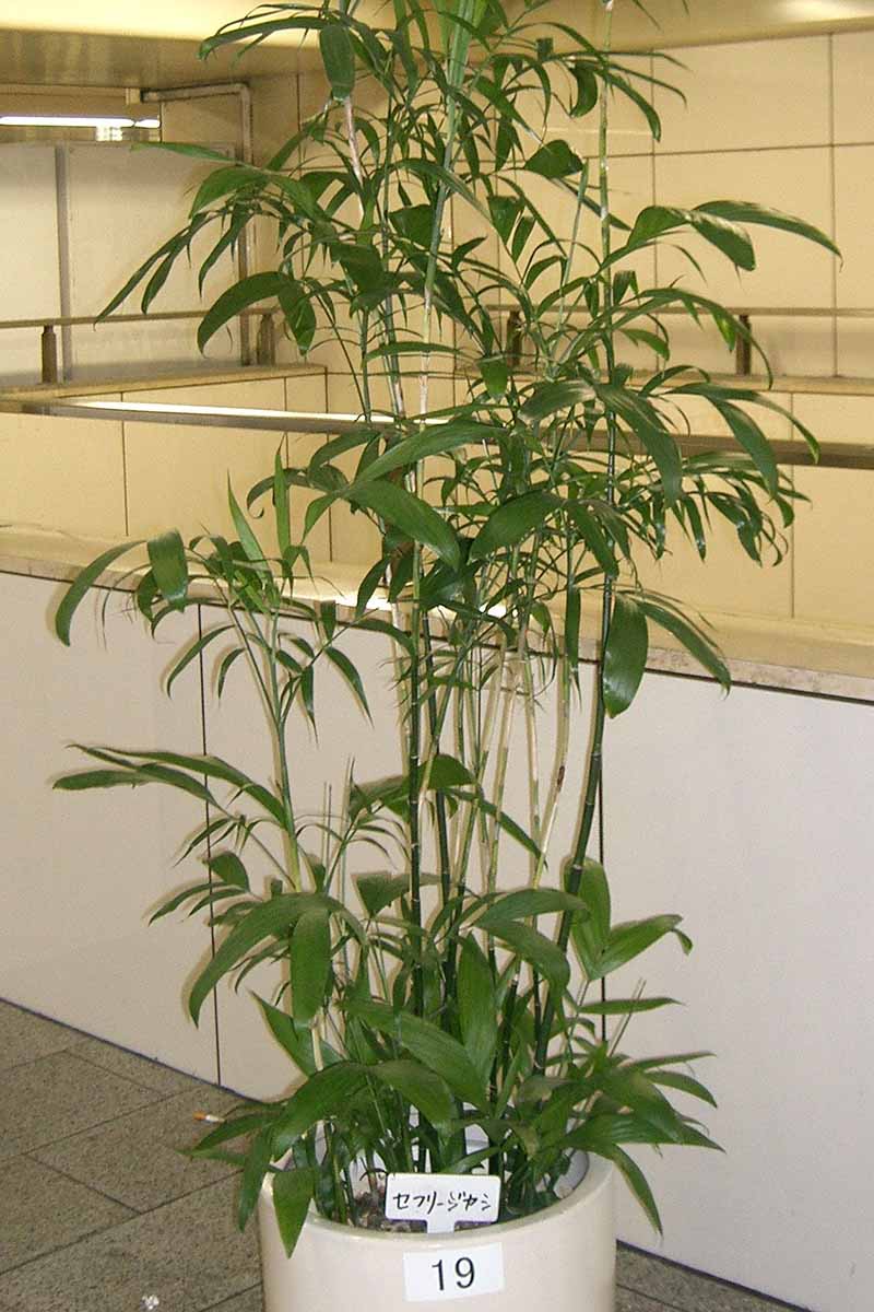 A close up vertical image of a potted bamboo palm growing indoors in what appears to be a rather bleak office building.
