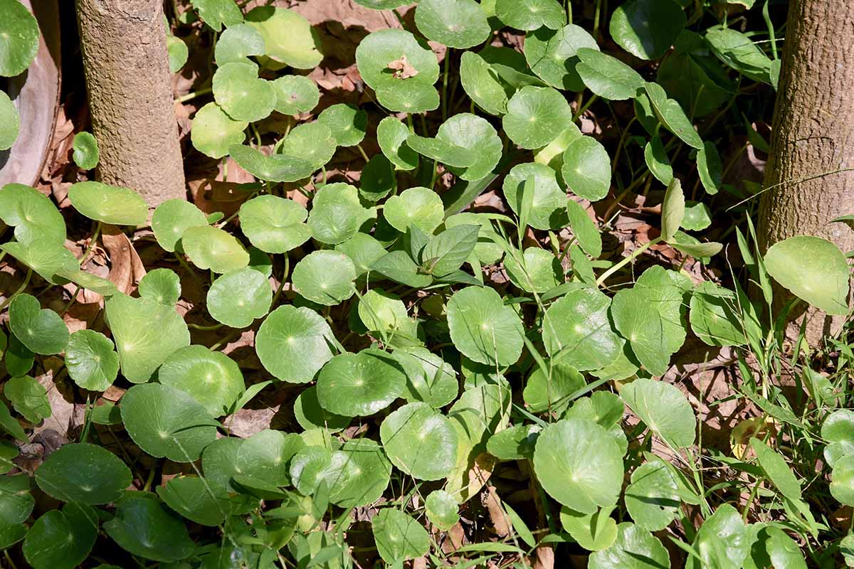 A close up horizontal image of Pilea peperomioides growing outdoors.