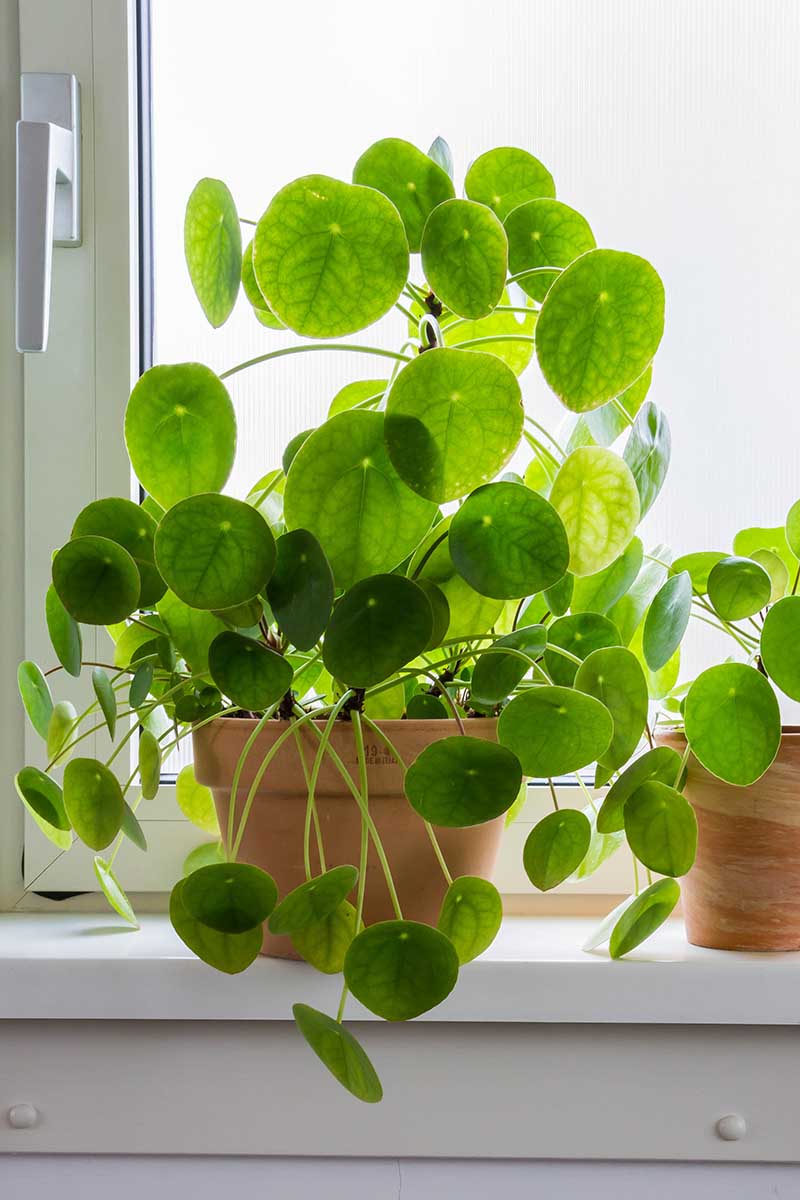 A close up vertical image of a large Chinese money plant growing in a terra cotta pot on a windowsill.