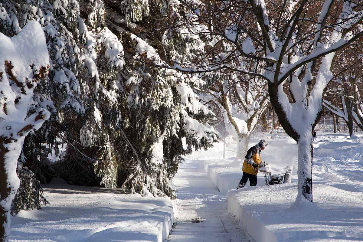 A horizontal image of a snowy winter landscape and a man clearing paths around trees, pictured in light sunshine.