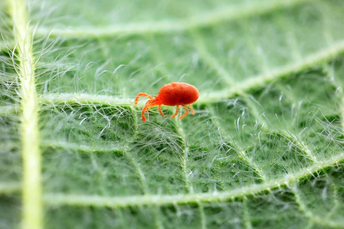 A horizontal close-up of a small red spider mite on the bristly hairs of a green leaf.