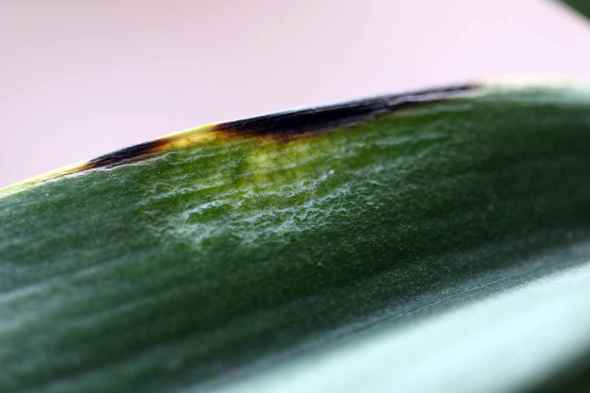A close up horizontal image of houseplant foliage showing signs of cold damage.