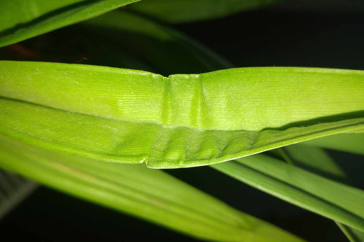 A close up horizontal image of a pleated leaf showing signs of dehydration pictured on a dark background.