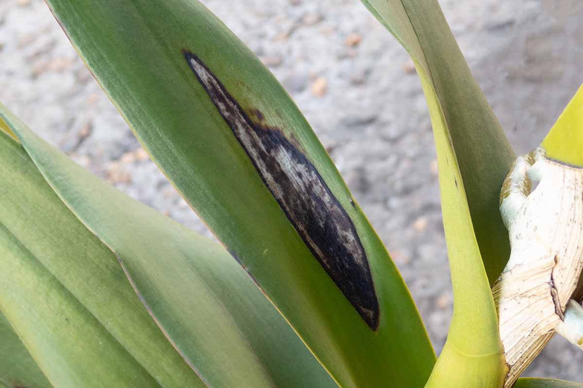 A close up horizontal image of foliage infected with anthracnose causing black lesions on the leaves.