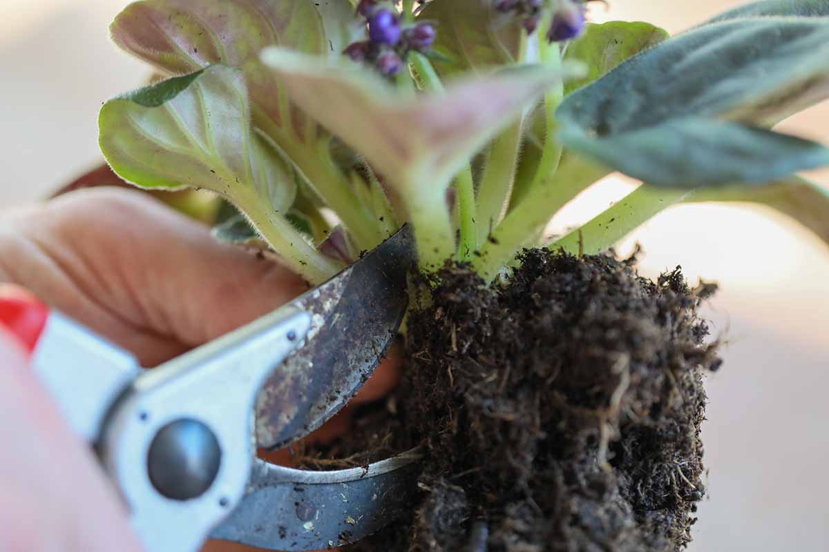 A close up horizontal image of a gardener cutting through the root ball of an African violet to divide it.