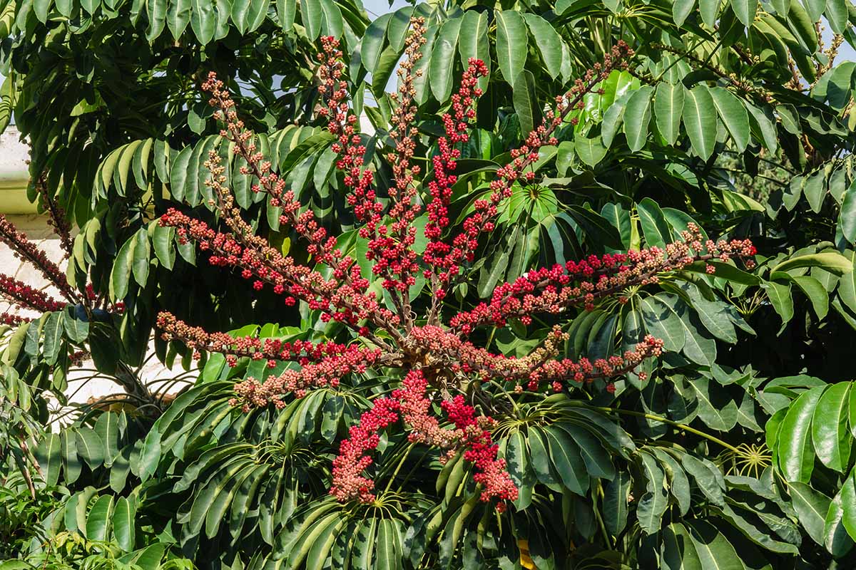 A horizontal close up of an umbrella tree, schefflera actinophylla, blooming with red, spiky poisonous fruits.