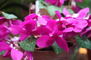A close up horizontal image of bright pink cyclamen flowers pictured on a soft focus background.