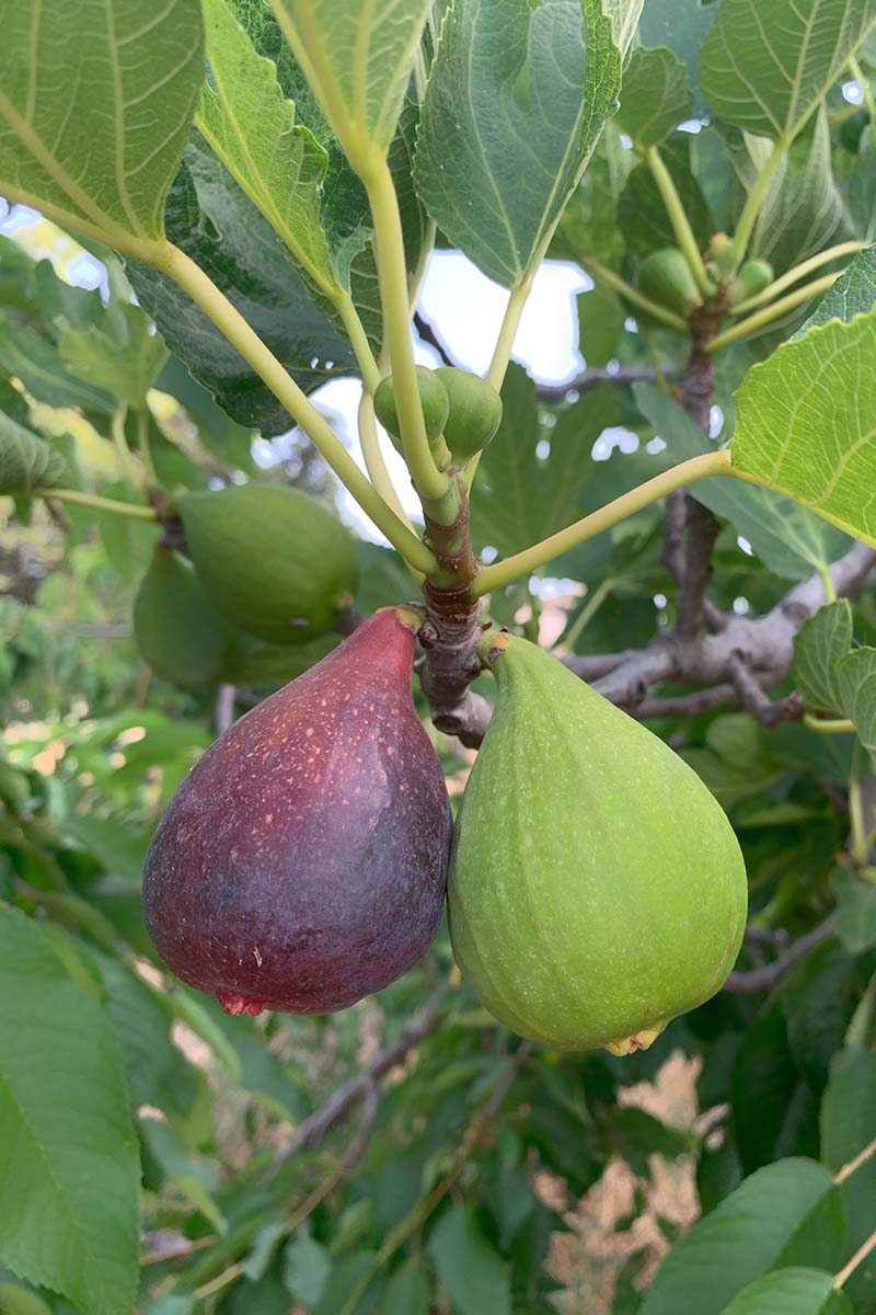 A vertical close up shot of a fig tree (Ficus carica) with one ripe and one green fig hanging from the branch.