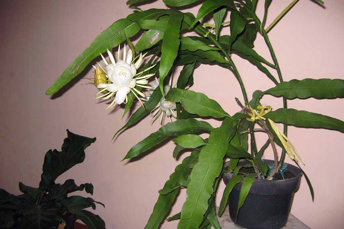 A close up horizontal image of an epiphyllum in full bloom growing in small pot indoors.
