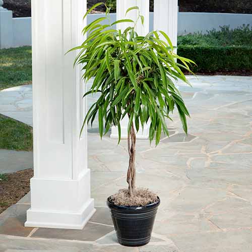 A square shot of a ficus Allii braid plant in a brown pot sitting on a stone patio up against a white column.