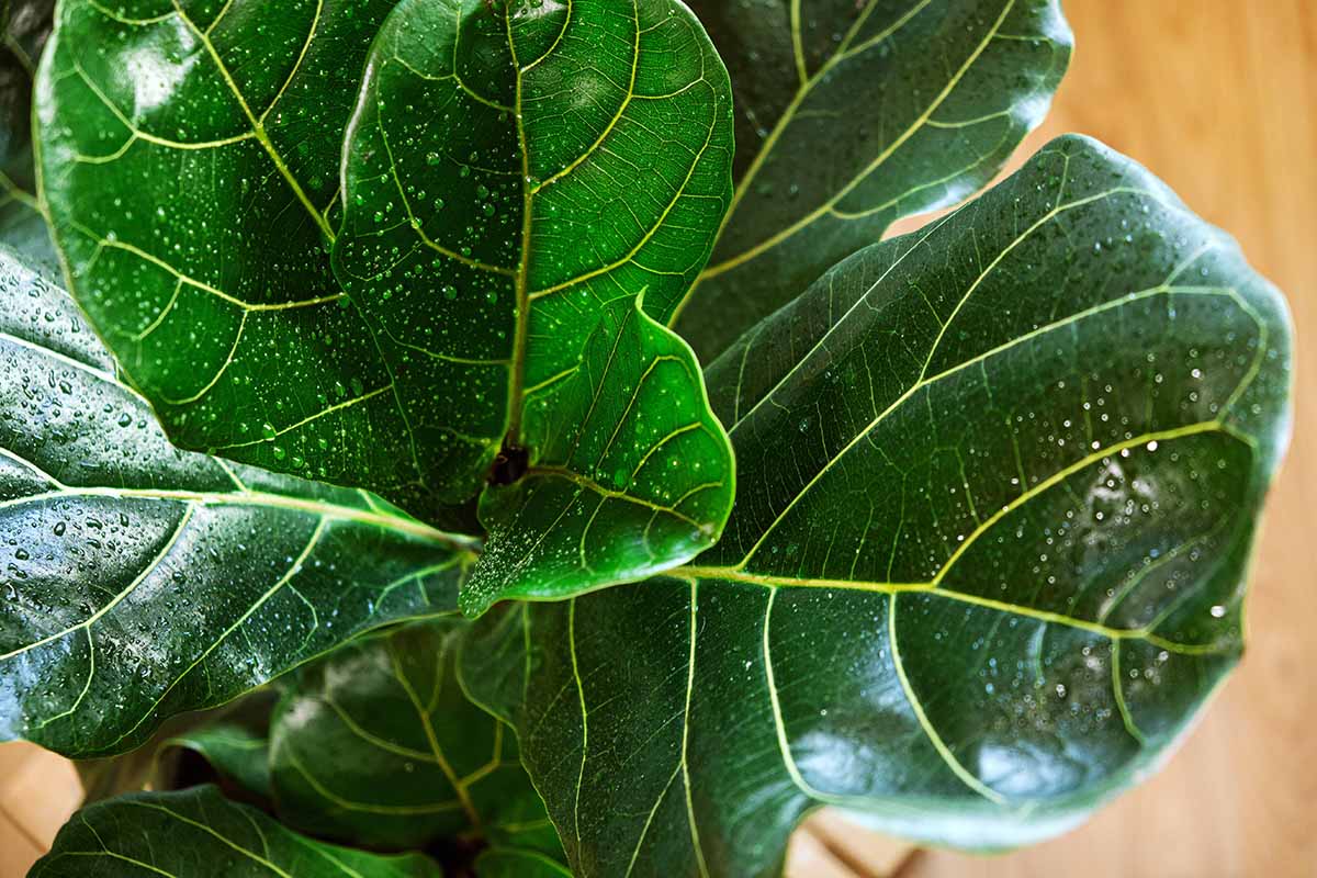 A horizontal close up of the foliage. of a fiddle leaf fig set on a wooden floor.