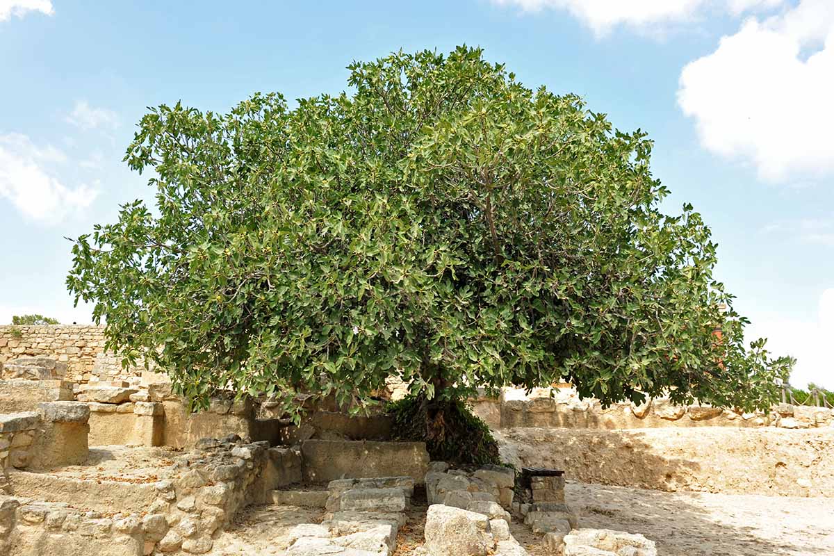A horizontal shot of a large fig (Ficus) tree growing outside along a stone wall.