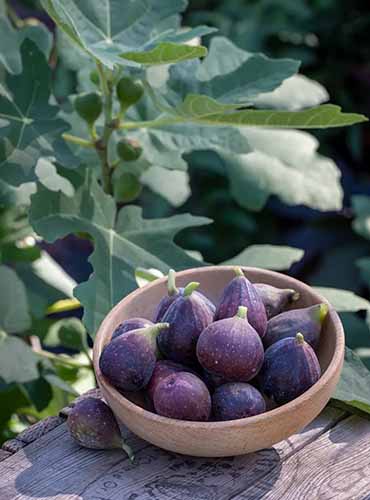 A vertical shot of a wooden bowl filled with ripe figs sitting on a wooden table next to a fig plant.