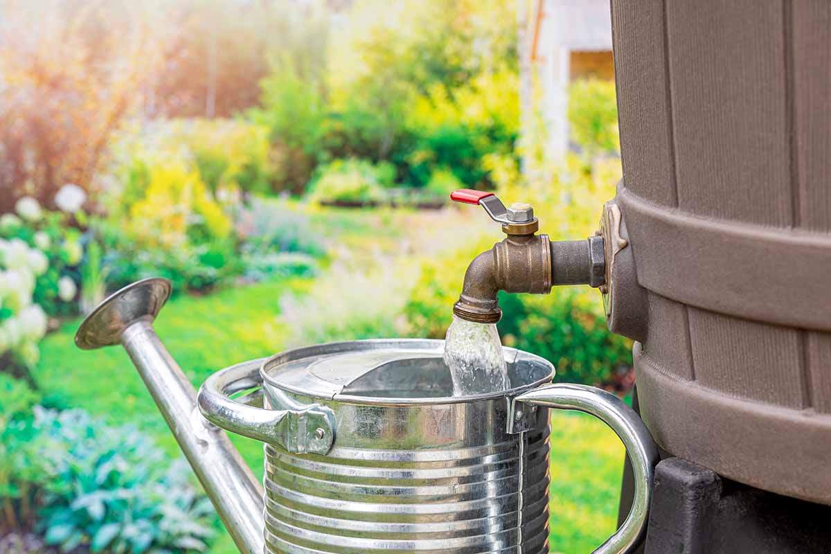 A horizontal photo of an aluminum can being filled with liquid from rain barrel. An out of focus garden is in the background of the shot.