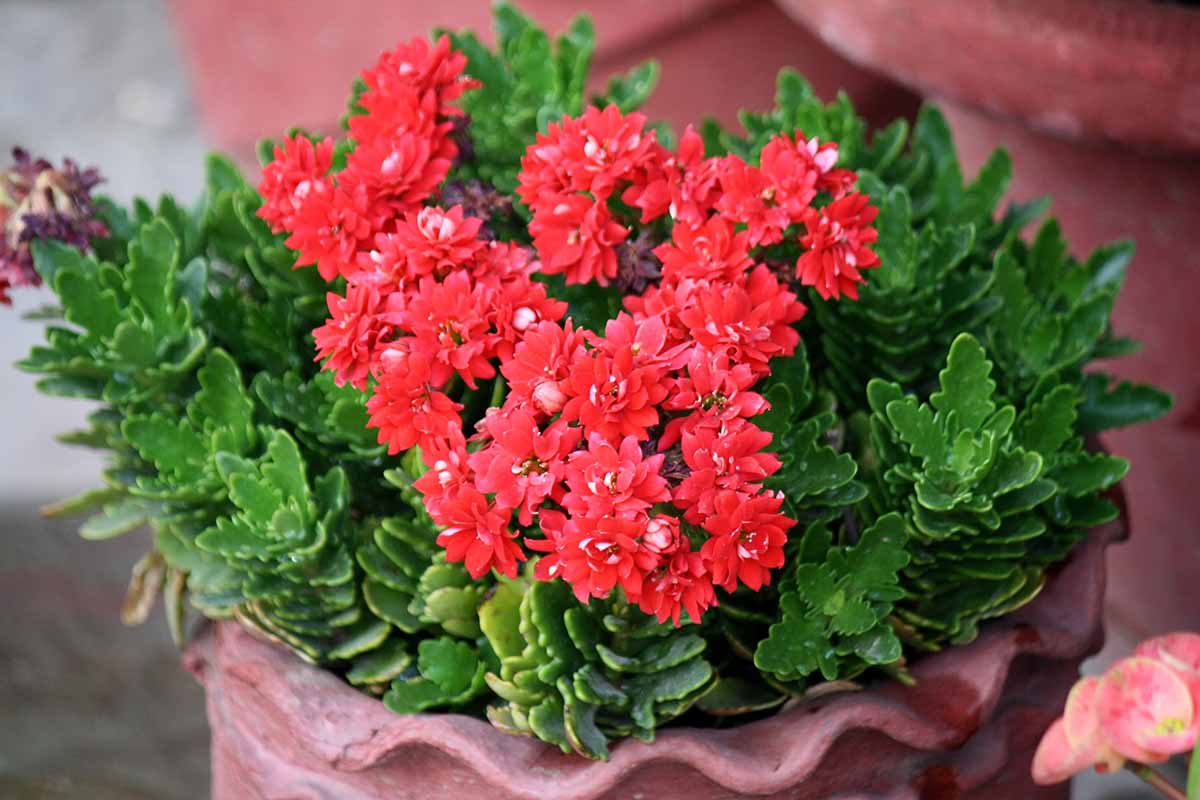 A close up horizontal image of a flaming Katy kalanchoe growing in a small terra cotta pot.