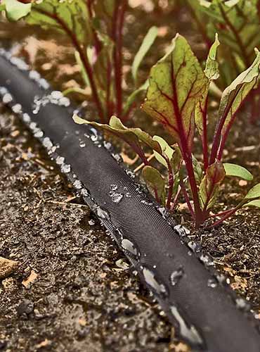 A close up of a flat soaker hose running alongside small seedlings.