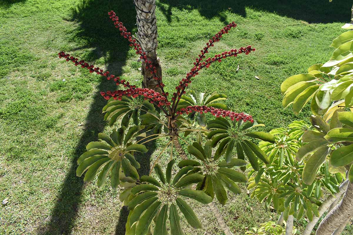 A horizontal shot of an umbrella plant from the top of the canopy looking down on the branches. In the middle of the foliage are several spiky red blooms.