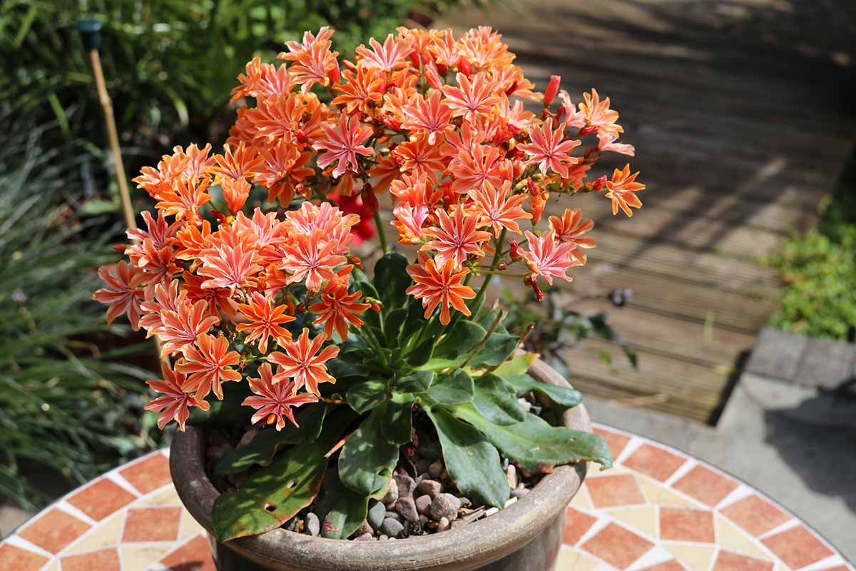 A close up horizontal image of flowering Lewisia growing in a terra cotta pot set on a mosaic table outdoors, pictured in bright sunshine.