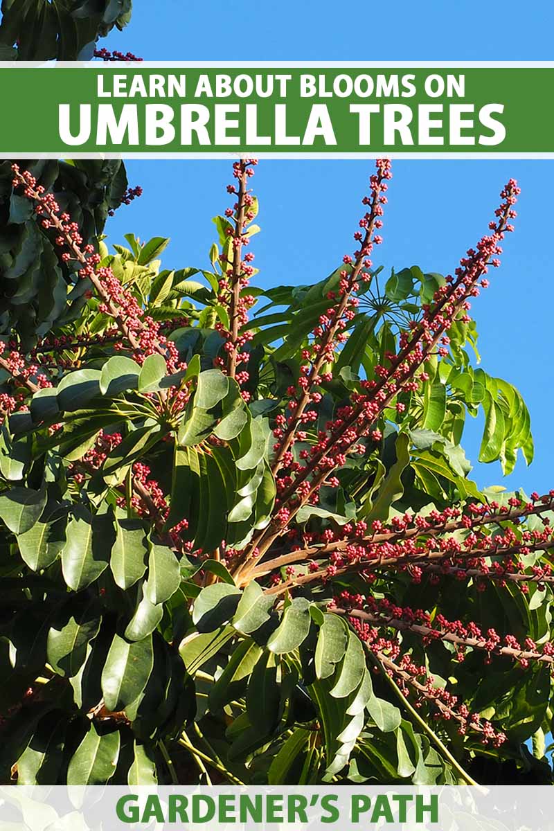 A vertical photo of a Schefflera umbrella tree in bloom with red spiky flowers. Green and white text run across the center and bottom of the frame.