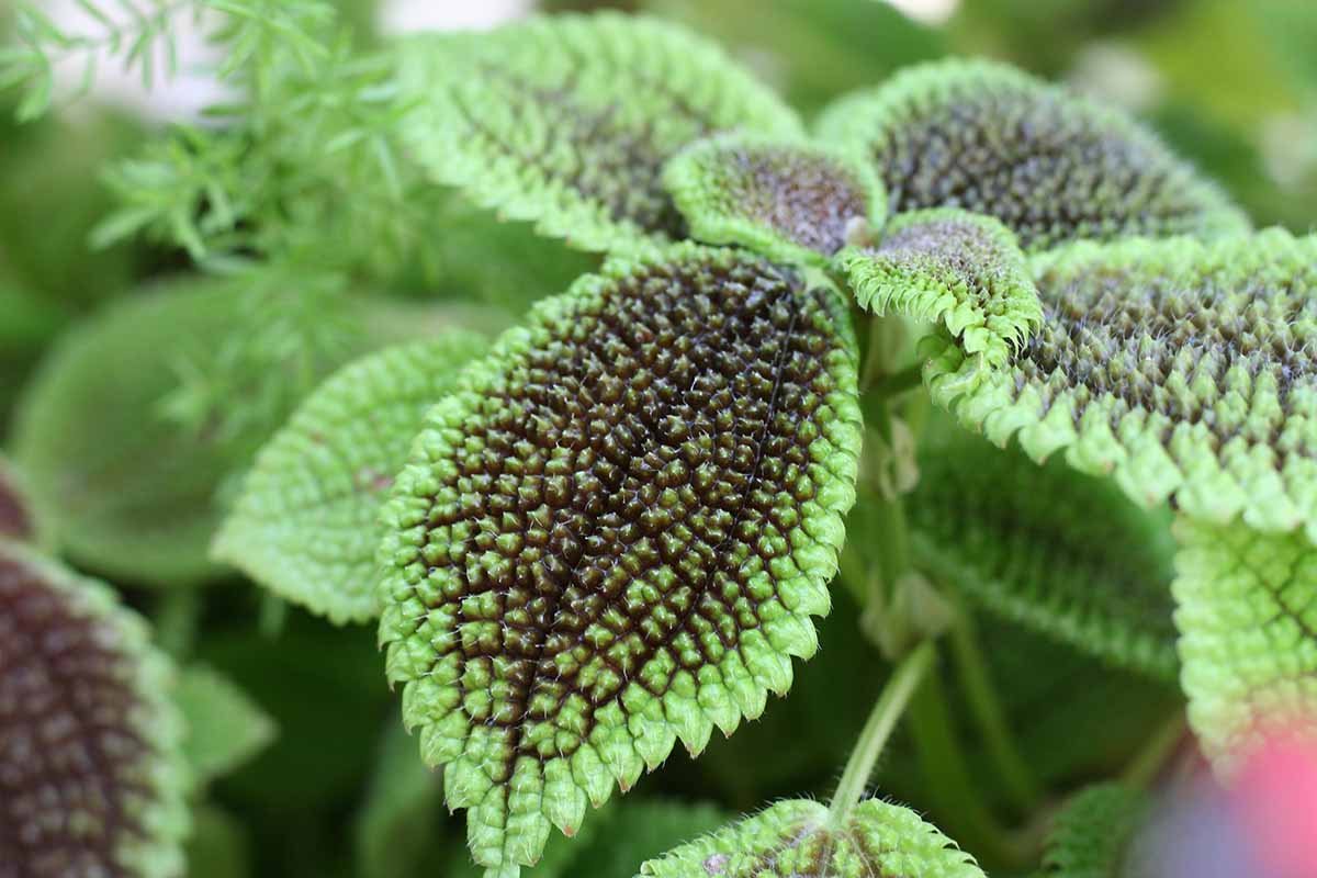 A horizontal close-up shot of the green and brown foliage of a Pilea involucrata growing in an outdoor botanical garden.