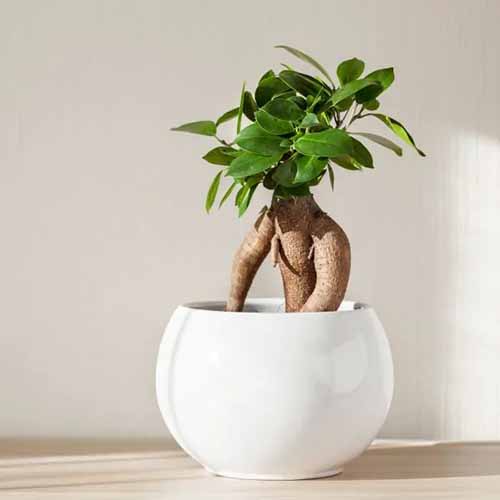 A square photo of a ginseng fig plant in a white round pot sitting on a wooden shelf against a white background.