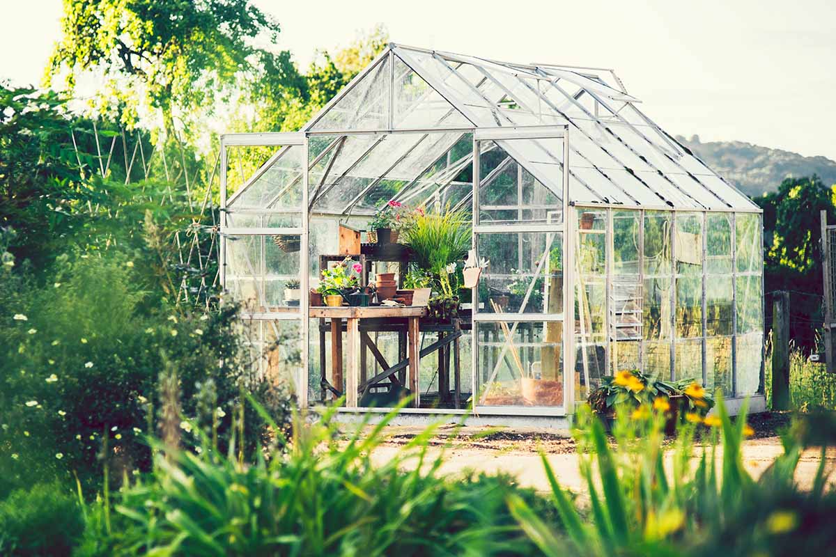 A horizontal image of a greenhouse with ventilation and shelving outdoors in the garden.