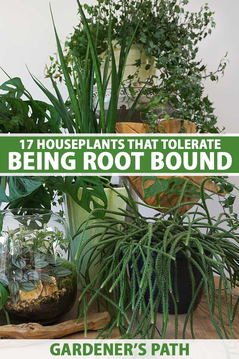 A close up vertical image of a collection of houseplants growing in containers indoors. To the center and bottom of the frame is green and white printed text.
