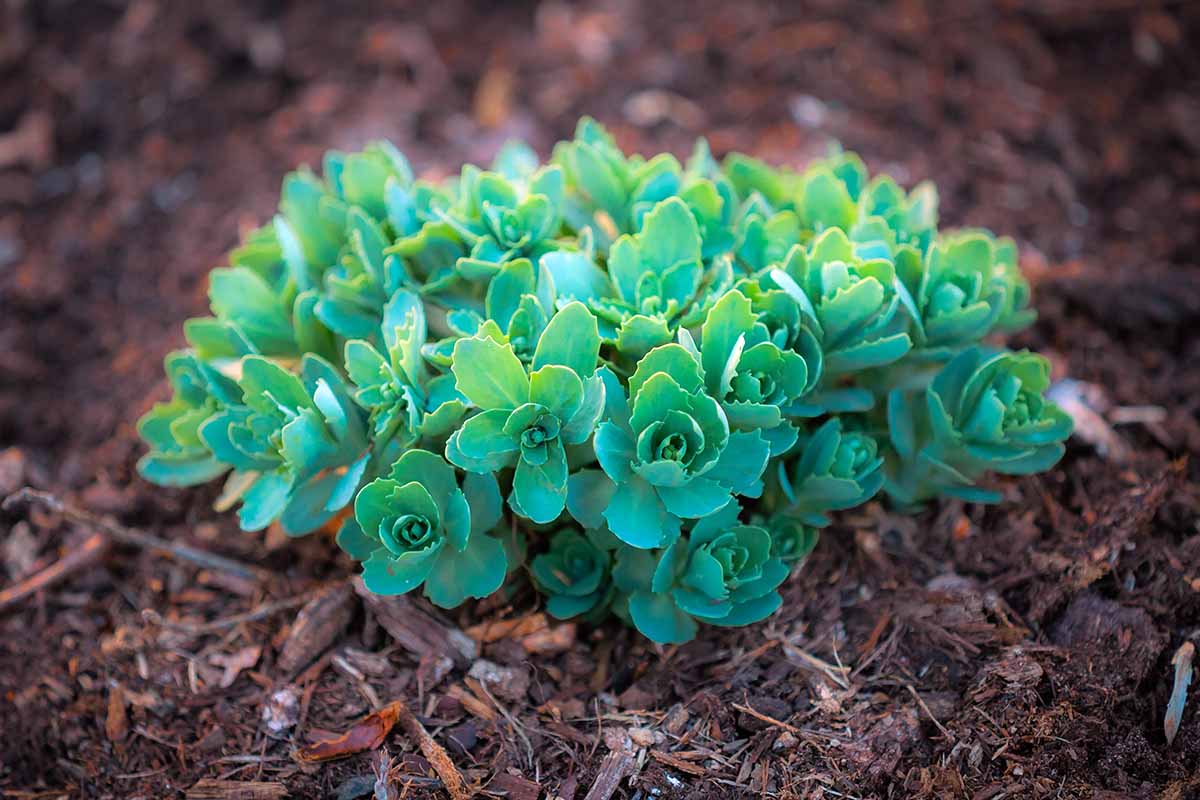 A close up horizontal image of a clump of succulent plants growing in the garden surrounded by mulch.