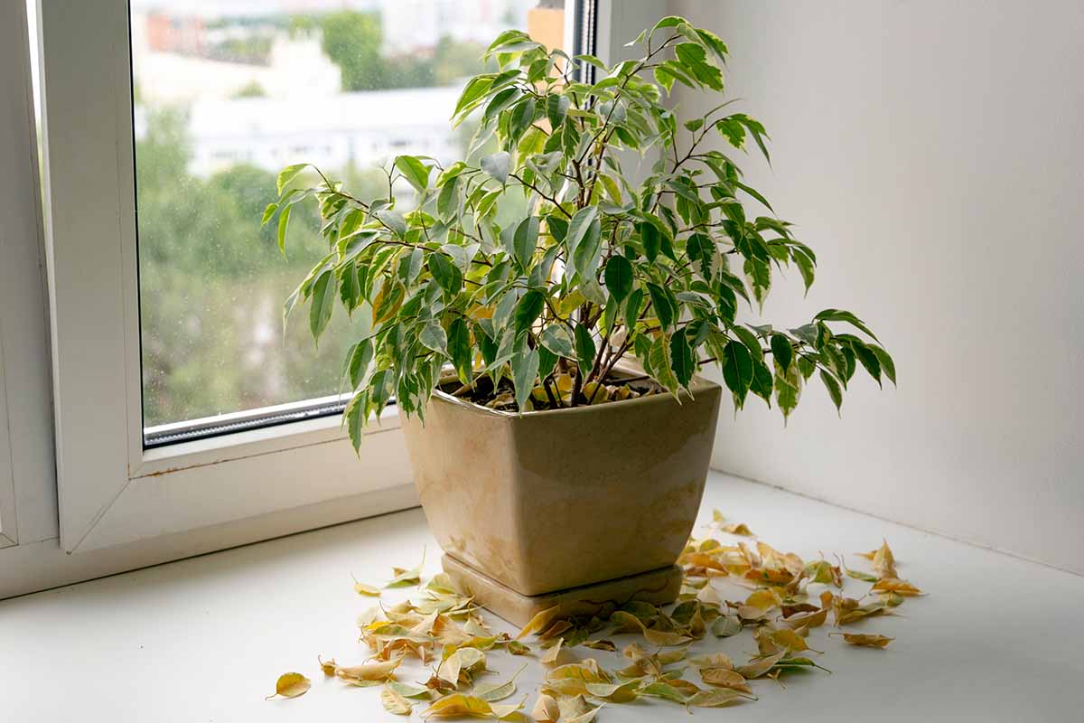 A horizontal shot of a houseplant in a natural colored pot placed in front of a bright window. Around the base of the pot is a bunch of yellowed leaves that has dropped from the specimen.